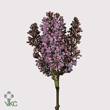 Срезанные цветы оптом Syringa ruhm von horstenstein от 60шт из Голландии с доставкой по России