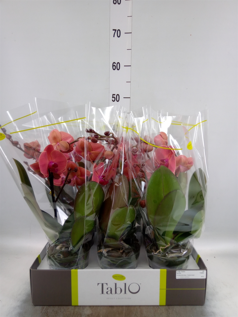 Горшечные цветы и растения оптом Phalaenopsis   ...orange от 6шт из Голландии с доставкой по России