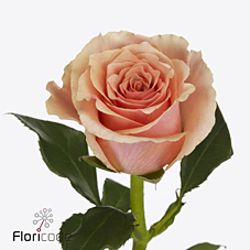 Срезанные цветы оптом Rosa large verona от 50шт из Голландии с доставкой по России