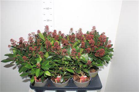 Горшечные цветы и растения оптом Skim J Rubella 15+ от 6шт из Голландии с доставкой по России