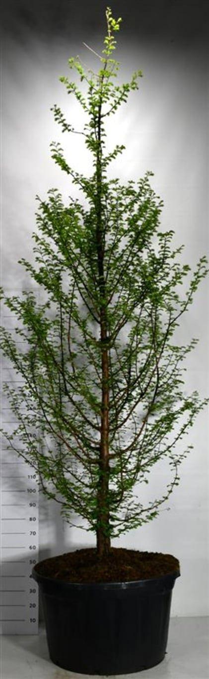 Горшечные цветы и растения оптом Metasequoia Glyptostroboides от 1шт из Голландии с доставкой по России