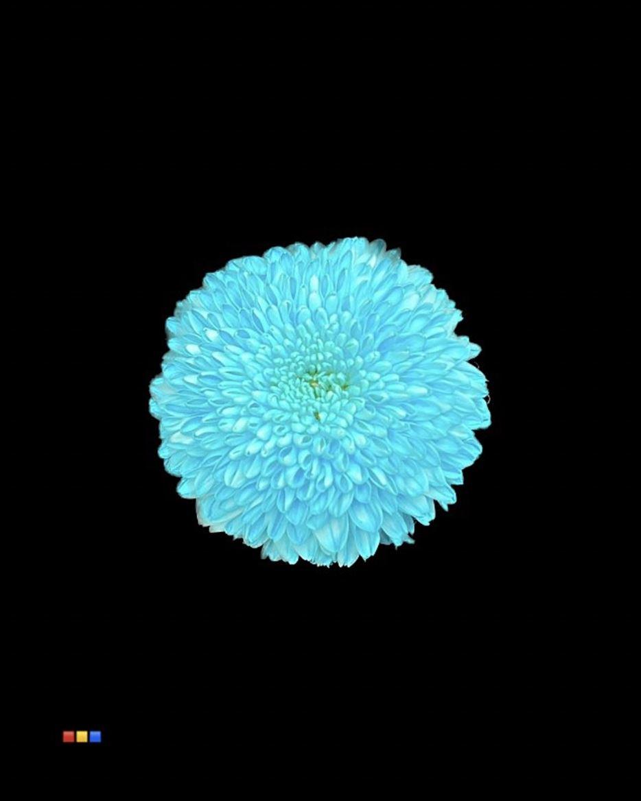 Срезанные цветы оптом Chrys bl paint superbowl pastel blue от 40шт из Голландии с доставкой по России