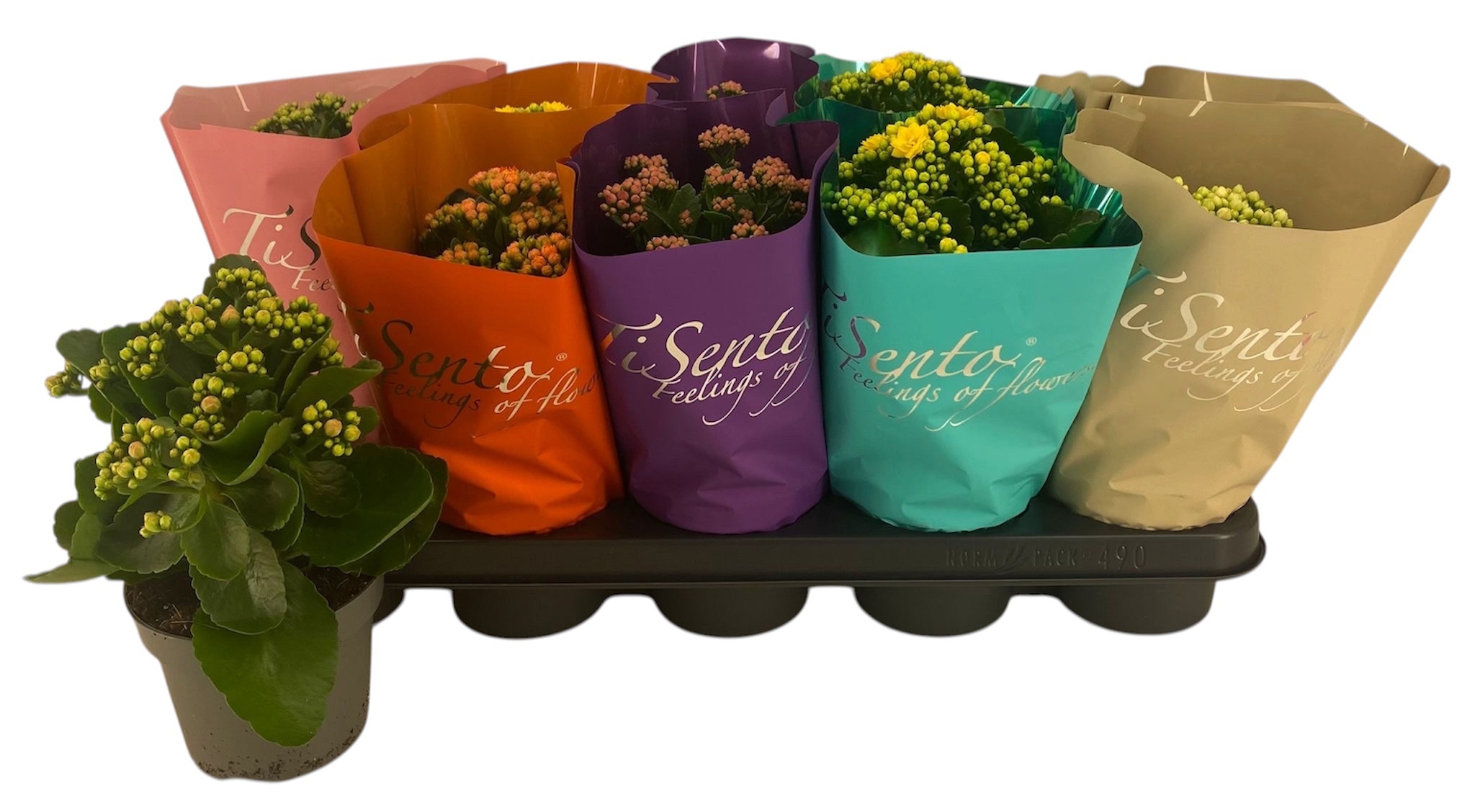 Горшечные цветы и растения оптом Kal Ge Gem от 10шт'' из Голландии с доставкой по России