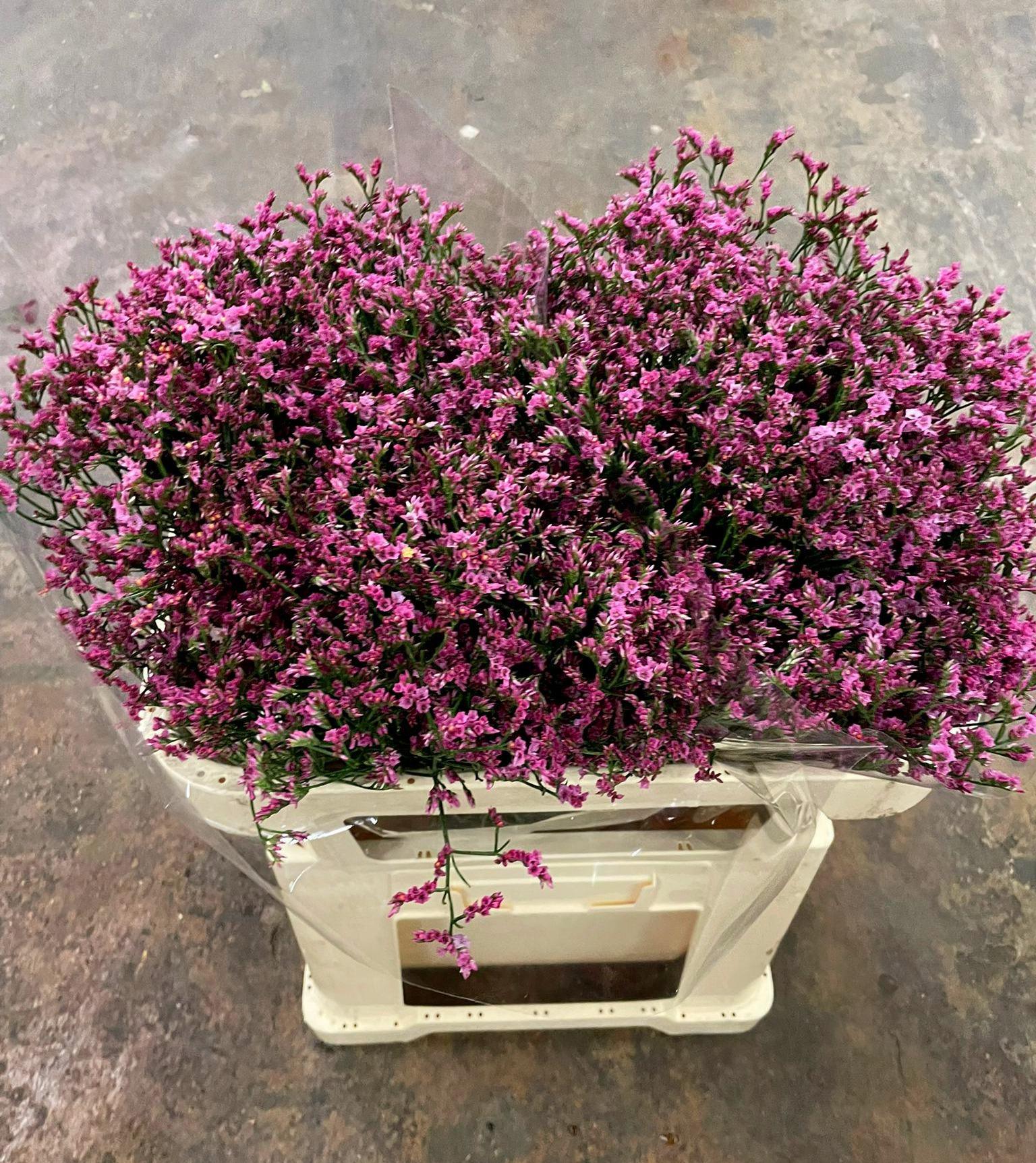 Срезанные цветы оптом Limonium china lovely от 50шт из Голландии с доставкой по России