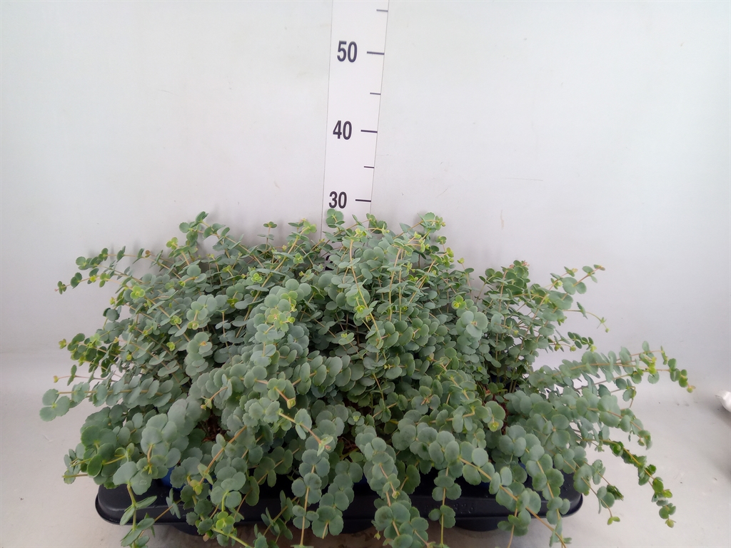 Горшечные цветы и растения оптом Sedum Sieboldii от 6шт из Голландии с доставкой по России