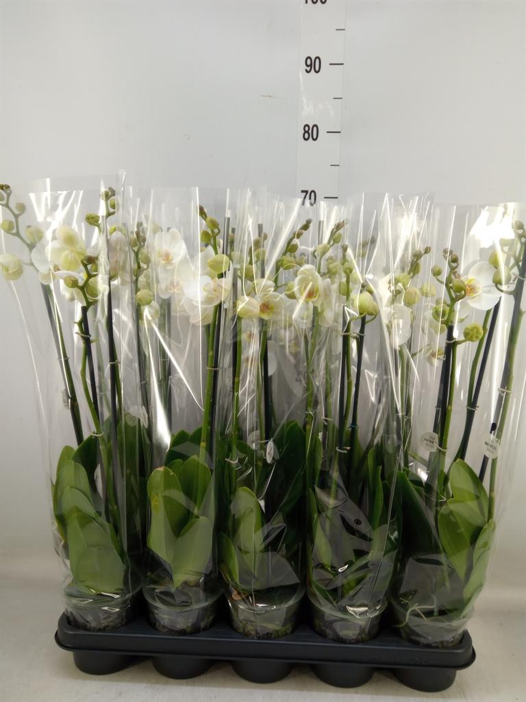 Горшечные цветы и растения оптом Phalaenopsis   ...white от 10шт из Голландии с доставкой по России