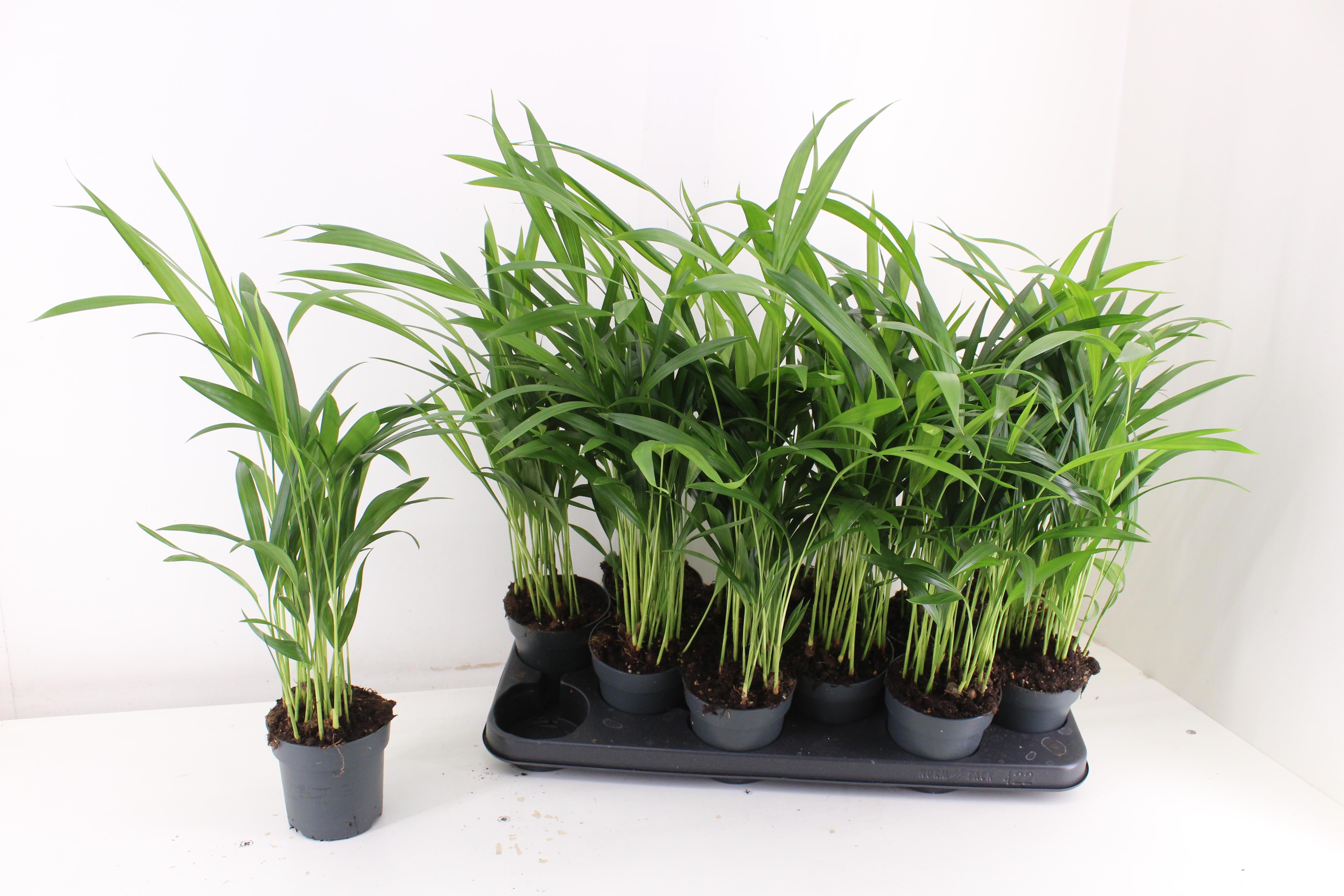 Горшечные цветы и растения оптом Dypsis Lutescens от 12шт из Голландии с доставкой по России