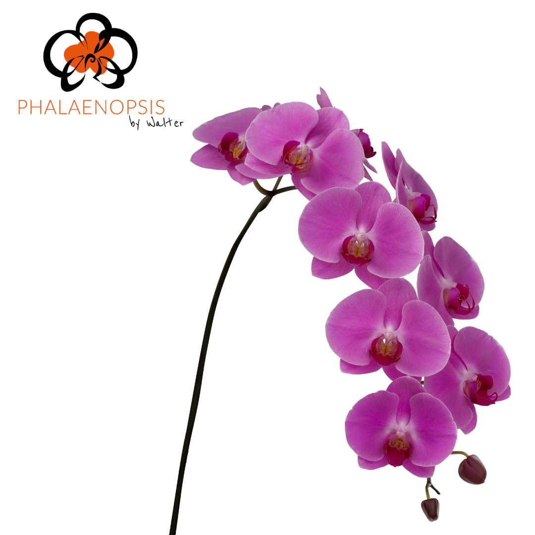 Срезанные цветы оптом Phalaenopsis happy valentina (per stem) от 10шт из Голландии с доставкой по России