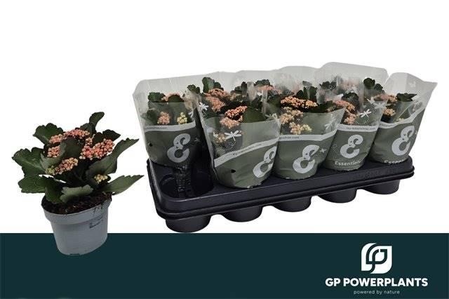 Горшечные цветы и растения оптом Kalanchoe B Ge Perf Pink от 10шт из Голландии с доставкой по России
