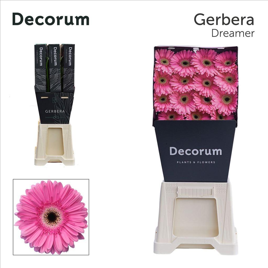 Срезанные цветы оптом Gerbera diamond dreamer от 45шт из Голландии с доставкой по России