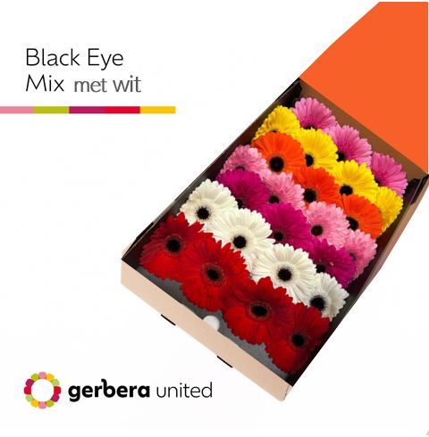 Срезанные цветы оптом Gerbera mix black eye от 50шт из Голландии с доставкой по России