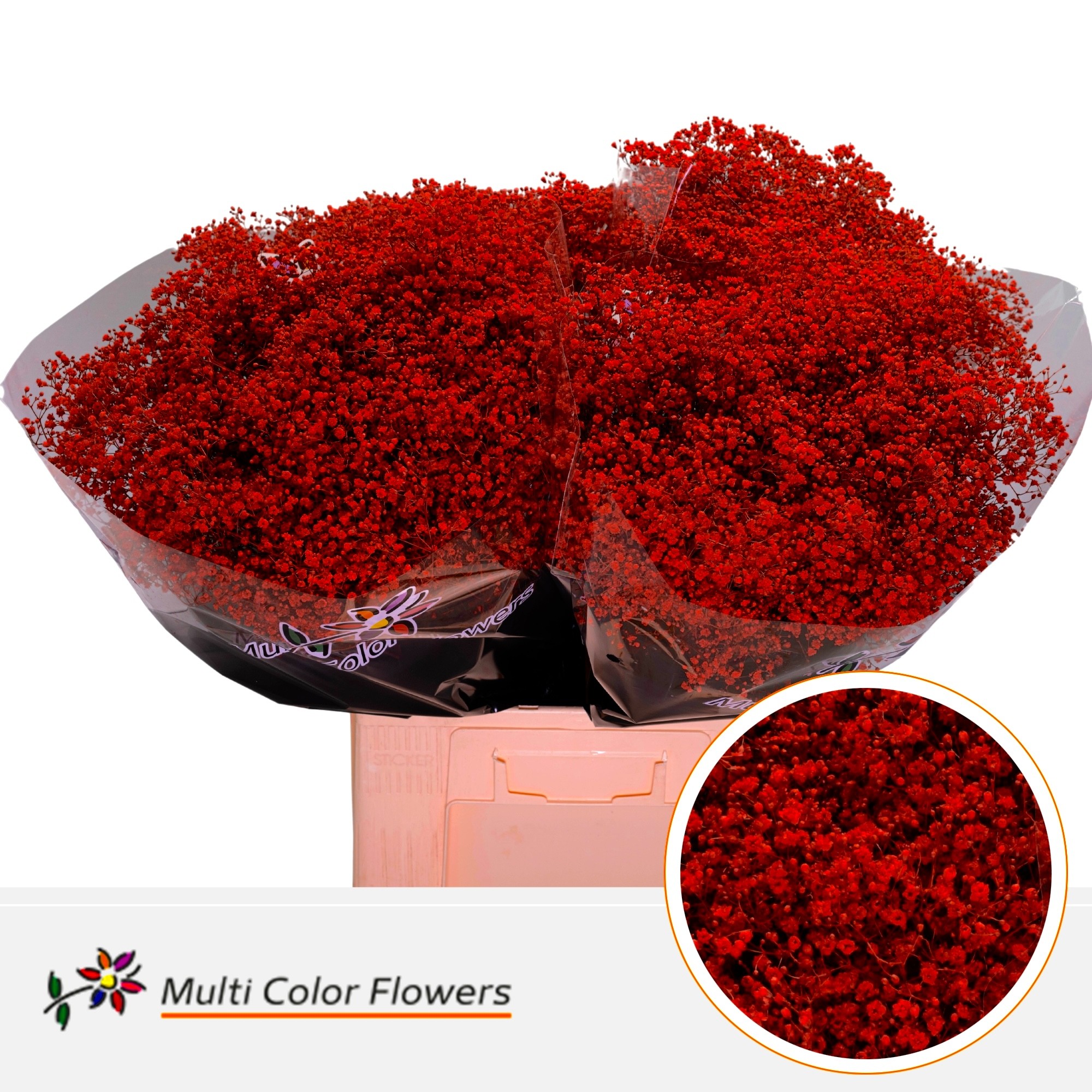 Срезанные цветы оптом Gyps fine paint red от 100шт из Голландии с доставкой по России
