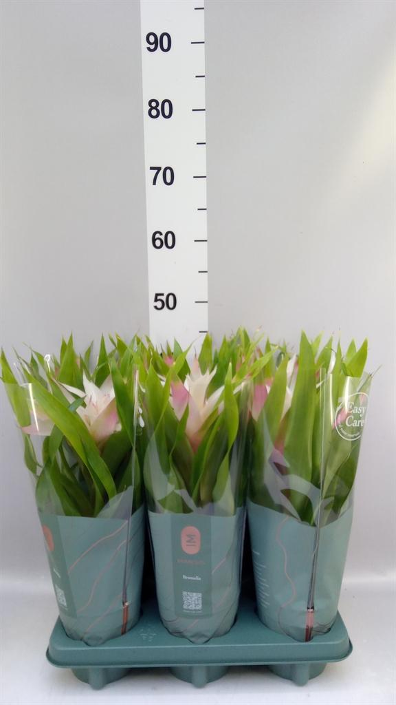 Горшечные цветы и растения оптом Guzmania deseo Magical White от 6шт из Голландии с доставкой по России