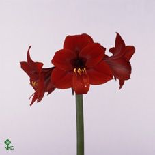 Срезанные цветы оптом Hippeastrum mini rapido от 20шт из Голландии с доставкой по России