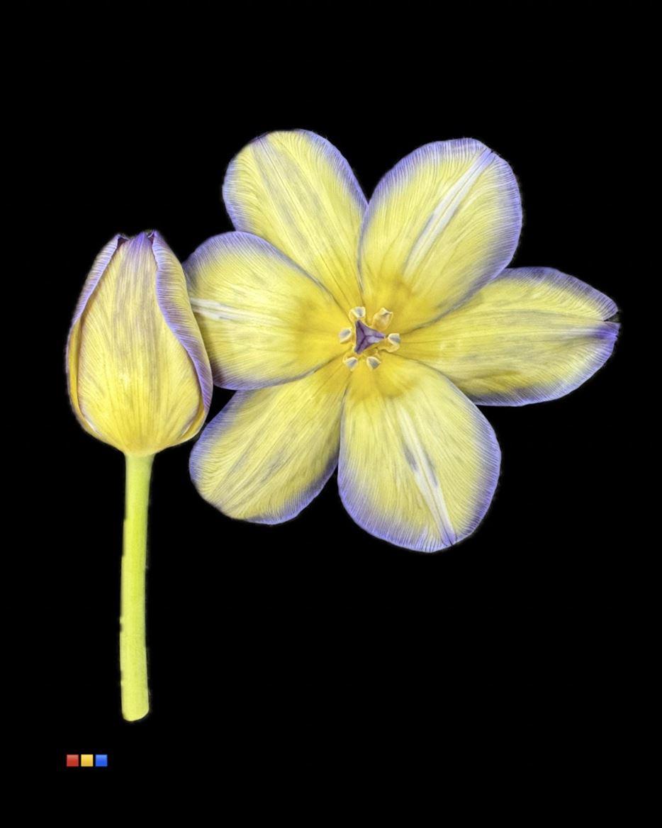 Срезанные цветы оптом Tulipa si paint butterfly от 50шт из Голландии с доставкой по России