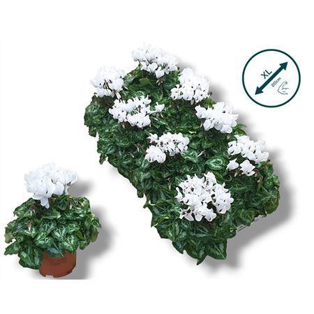 Горшечные цветы и растения оптом Cyclamen Kl Wit от 8шт (для телеги) из Голландии с доставкой по России