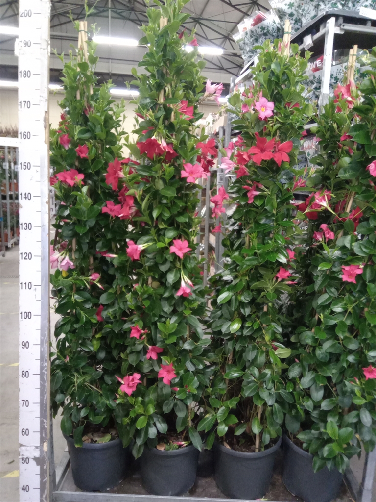 Горшечные цветы и растения оптом Mandevilla   ... от 1шт из Голландии с доставкой по России