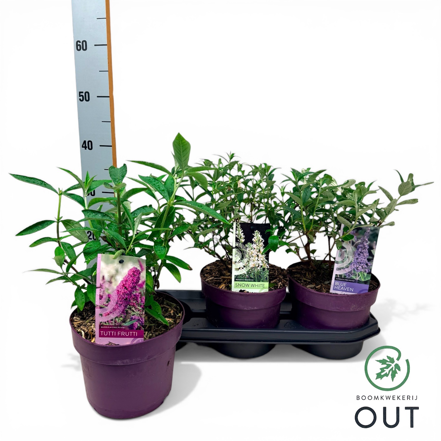 Горшечные цветы и растения оптом Budd Davidii Ov от 3шт из Голландии с доставкой по России