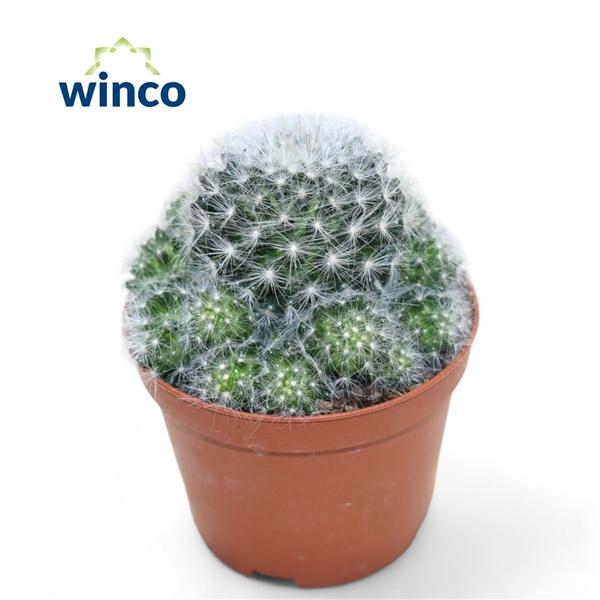 Горшечные цветы и растения оптом Mammillaria Candida от 10шт из Голландии с доставкой по России