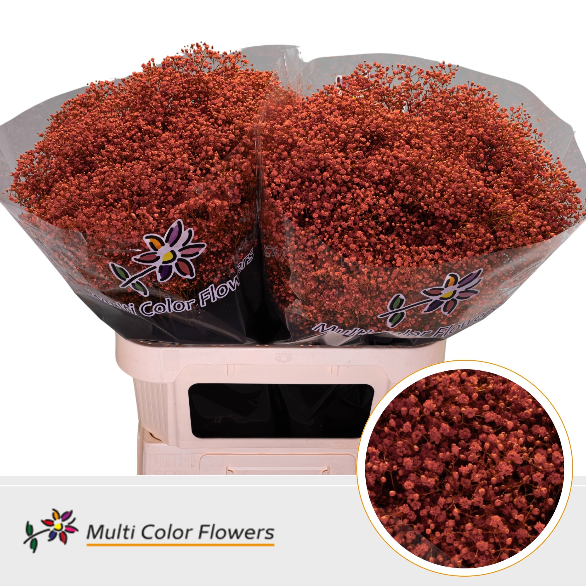 Срезанные цветы оптом Gyps fine paint orange от 50шт. из Голландии с доставкой по России