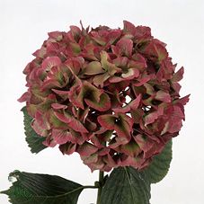 Срезанные цветы оптом Hydrangea glowing alps classic от 10шт из Голландии с доставкой по России