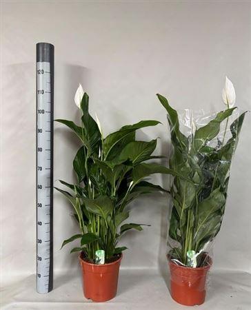 Горшечные цветы и растения оптом Spath Sweet Lauretta 4+ 24cm Pot от 1шт из Голландии с доставкой по России