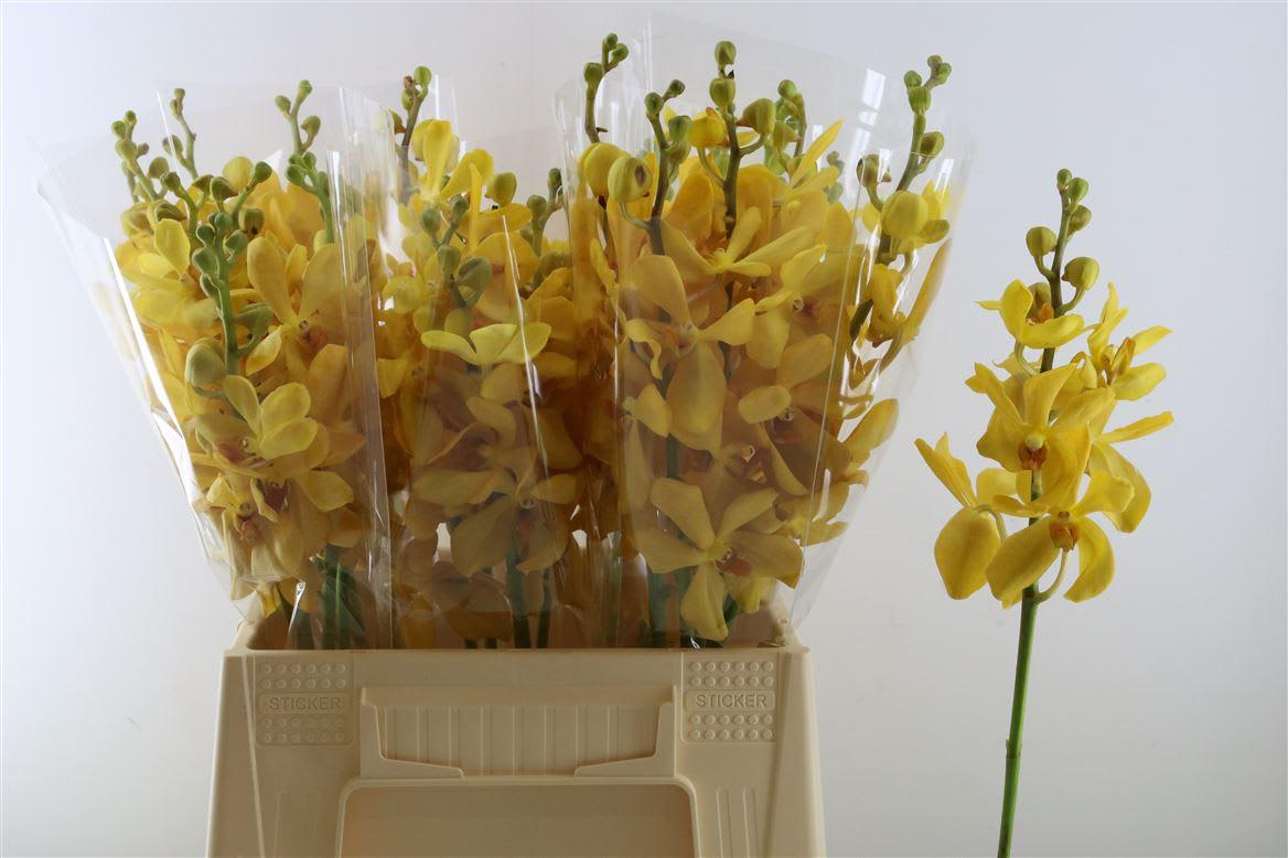 Срезанные цветы оптом Dendrobium mokara yellow от 15шт из Голландии с доставкой по России