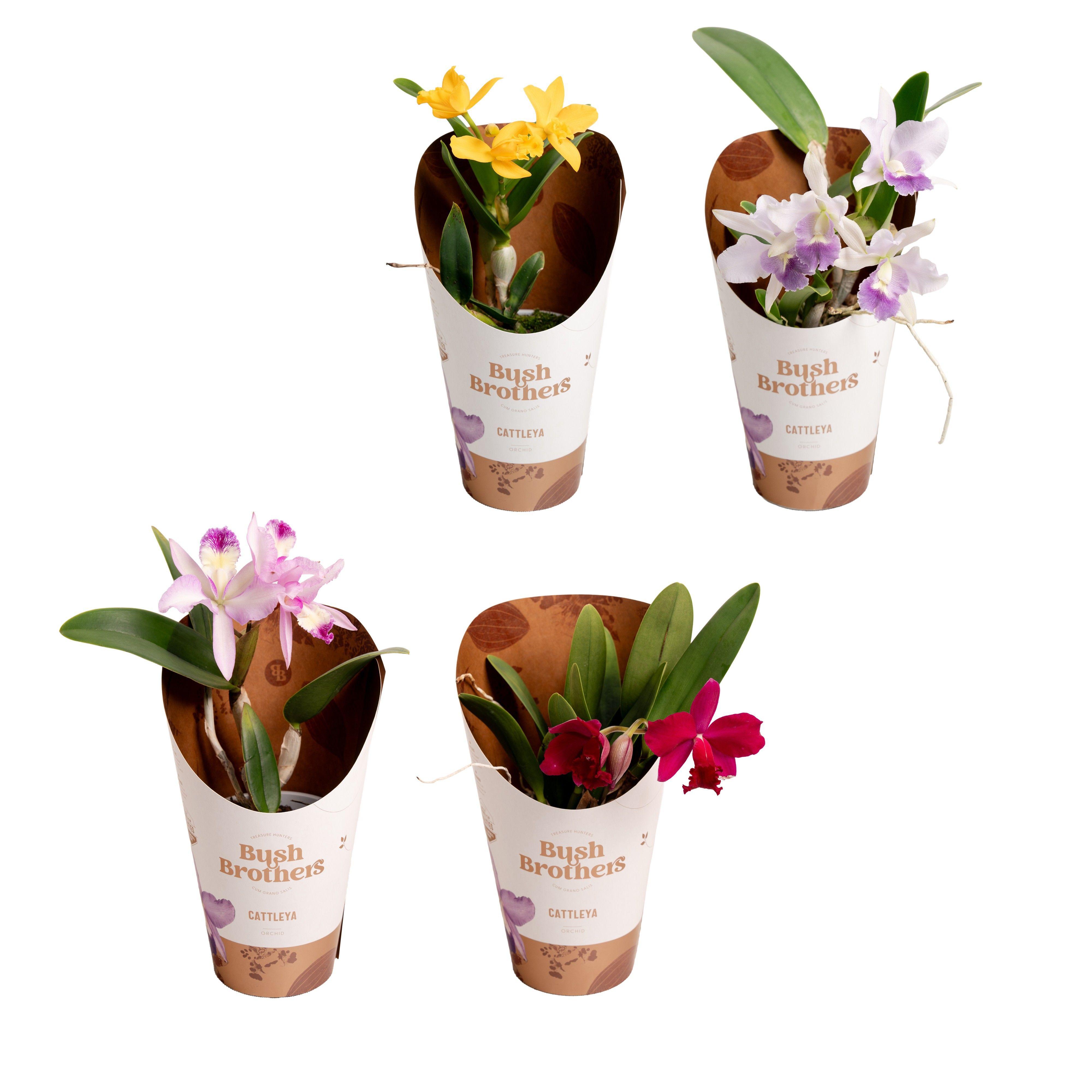 Горшечные цветы и растения оптом Cattleya Orange Small Flowering 3+ от 6шт из Голландии с доставкой по России