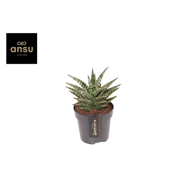 Горшечные цветы и растения оптом Sansevieria Comet Mini Queen от 10шт из Голландии с доставкой по России