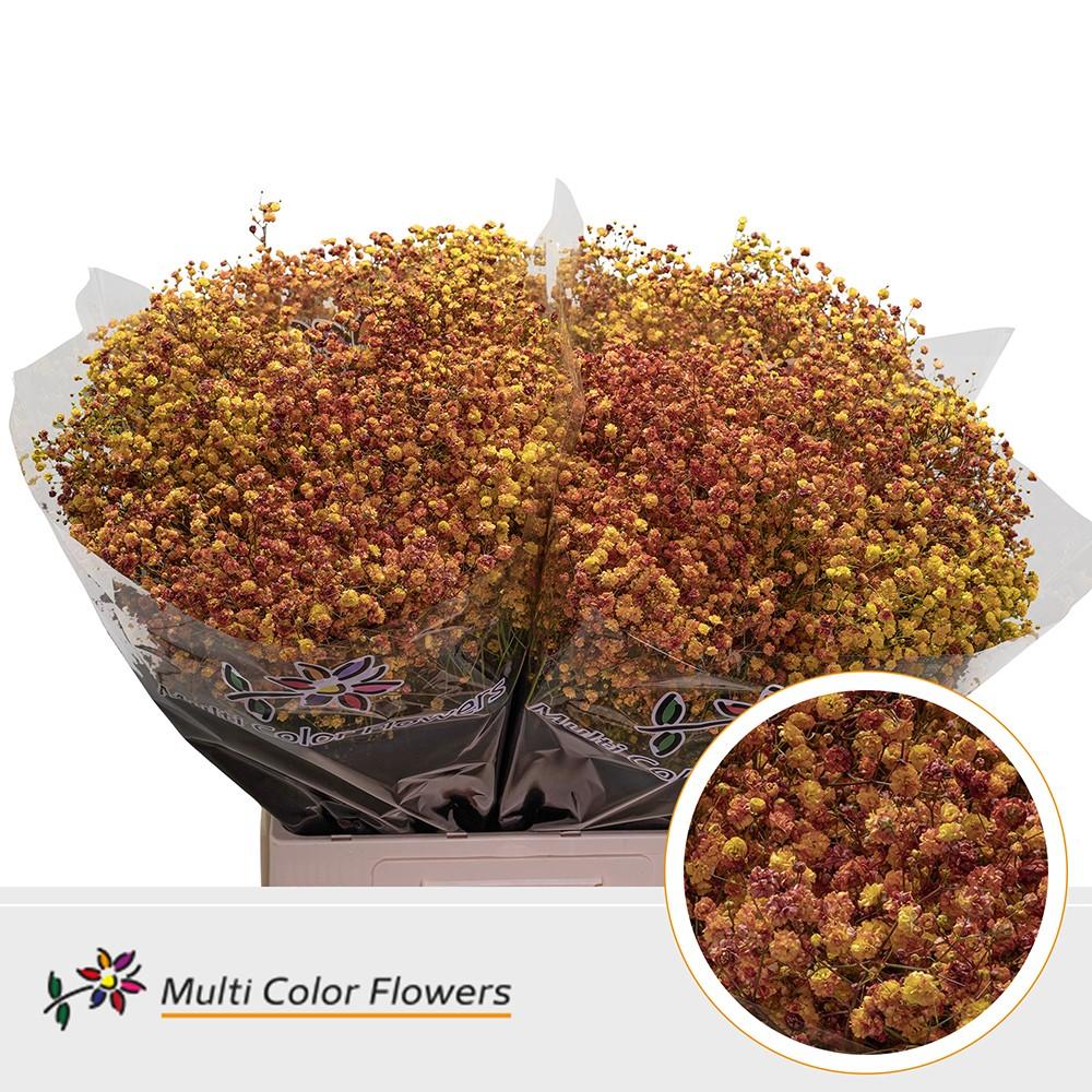 Срезанные цветы оптом Gyps xlence paint autumn от 100шт. из Голландии с доставкой по России