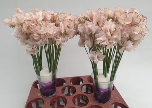 Срезанные цветы оптом Lathyrus paint soft caramel от 100шт из Голландии с доставкой по России