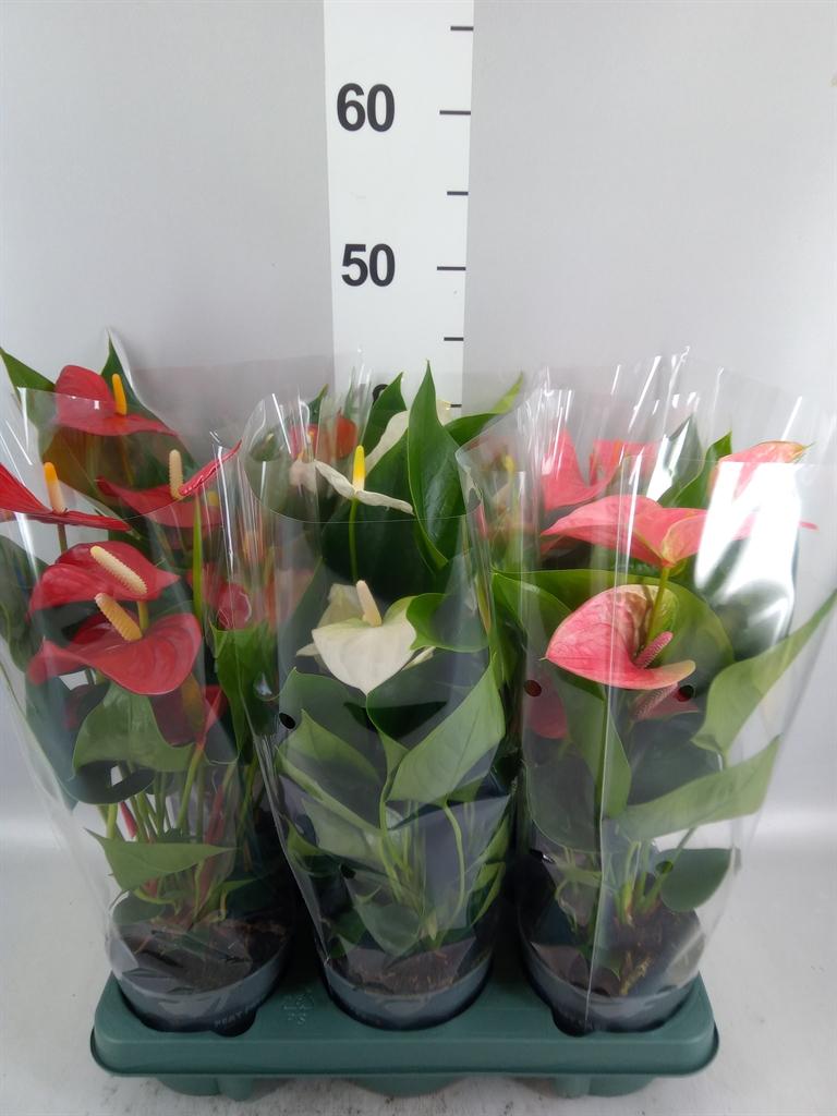 Горшечные цветы и растения оптом Anthurium ...mix A от 6шт из Голландии с доставкой по России