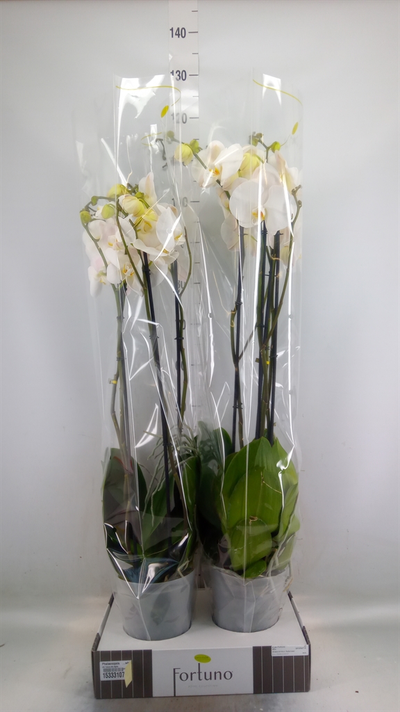 Горшечные цветы и растения оптом Phalaenopsis   ...white от 2шт из Голландии с доставкой по России
