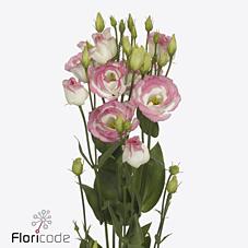 Срезанные цветы оптом Lisianthus do rosita pink picotee от 40шт из Голландии с доставкой по России