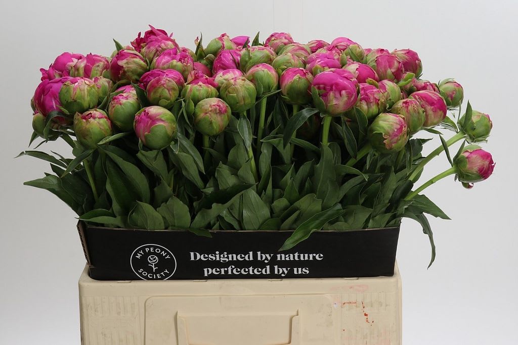 Срезанные цветы оптом Paeonia felix crousse от 80шт. из Голландии с доставкой по России