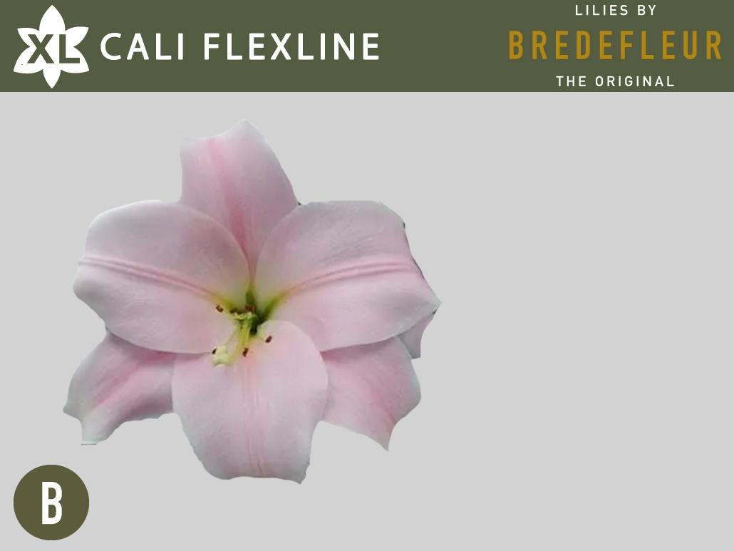 Срезанные цветы оптом Lilium lo cali от 40шт из Голландии с доставкой по России