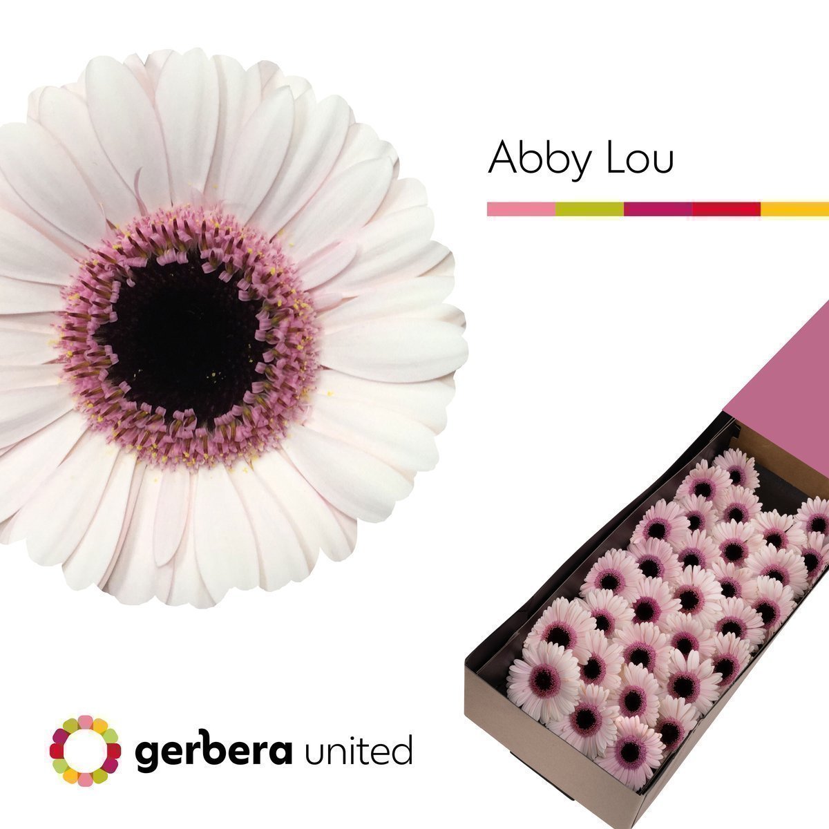 Срезанные цветы оптом Germini abby lou от 30шт из Голландии с доставкой по России