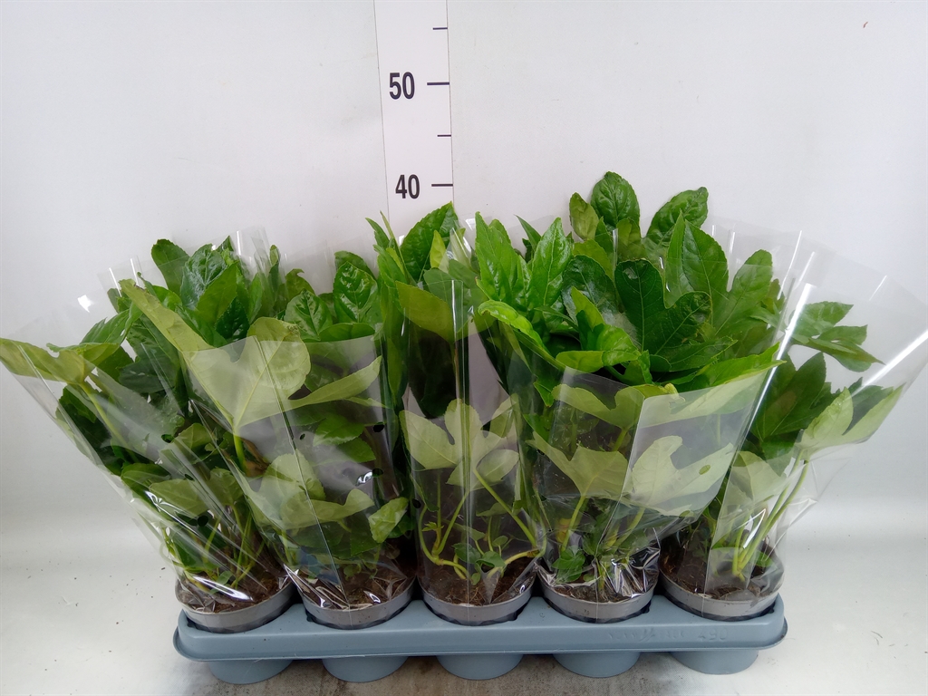 Горшечные цветы и растения оптом Fatsia Japonica от 10шт из Голландии с доставкой по России
