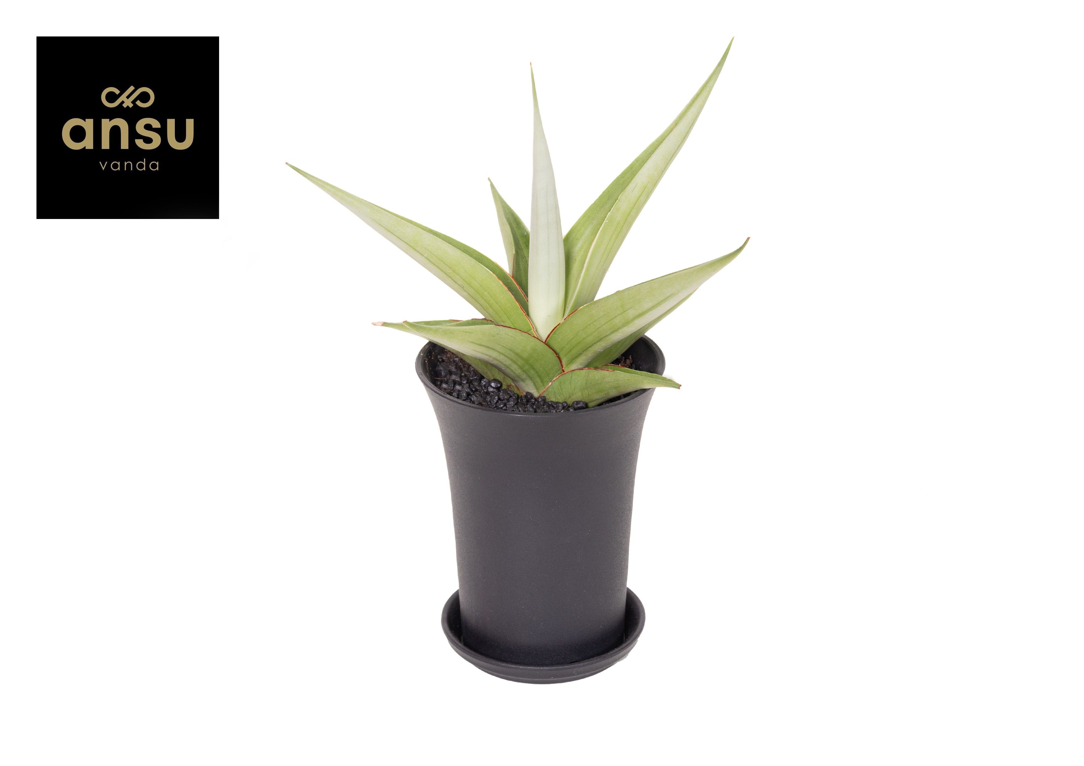 Горшечные цветы и растения оптом Sansevieria Comet Pastel Grey No. 2 Xl In Sierpot от 5шт из Голландии с доставкой по России