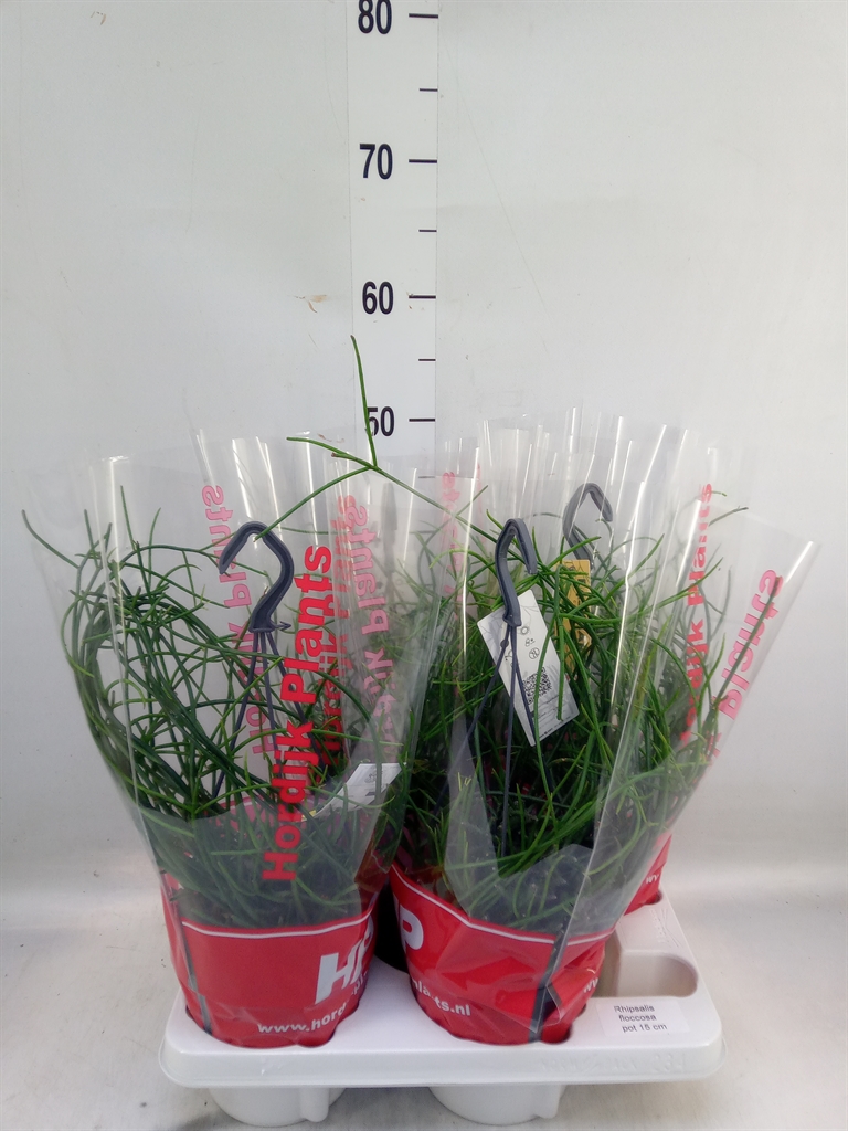 Горшечные цветы и растения оптом Rhipsalis Floccosa от 4шт из Голландии с доставкой по России