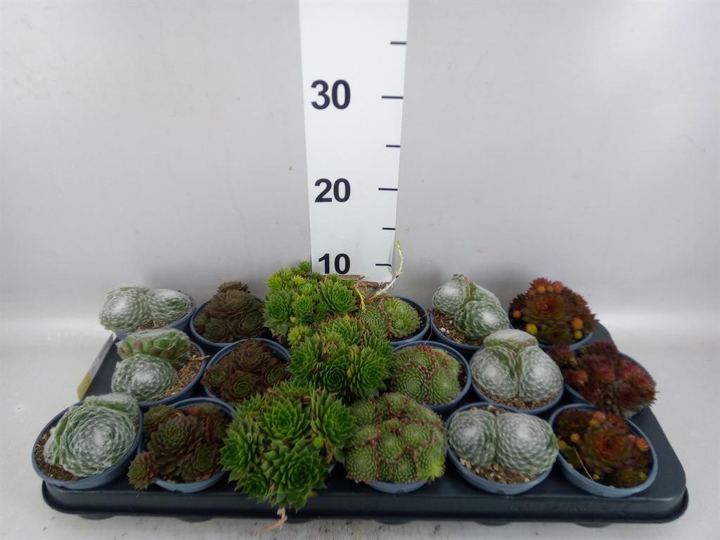 Горшечные цветы и растения оптом Sempervivum ...mix от 18шт (для телеги) из Голландии с доставкой по России Горшечные цветы и растения оптом Sempervivum ...mix от 18шт (для телеги) из Голландии с доставкой по России