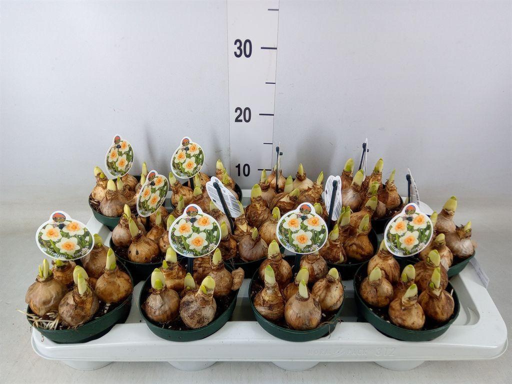 Горшечные цветы и растения оптом Narcissus   ... от 12шт из Голландии с доставкой по России