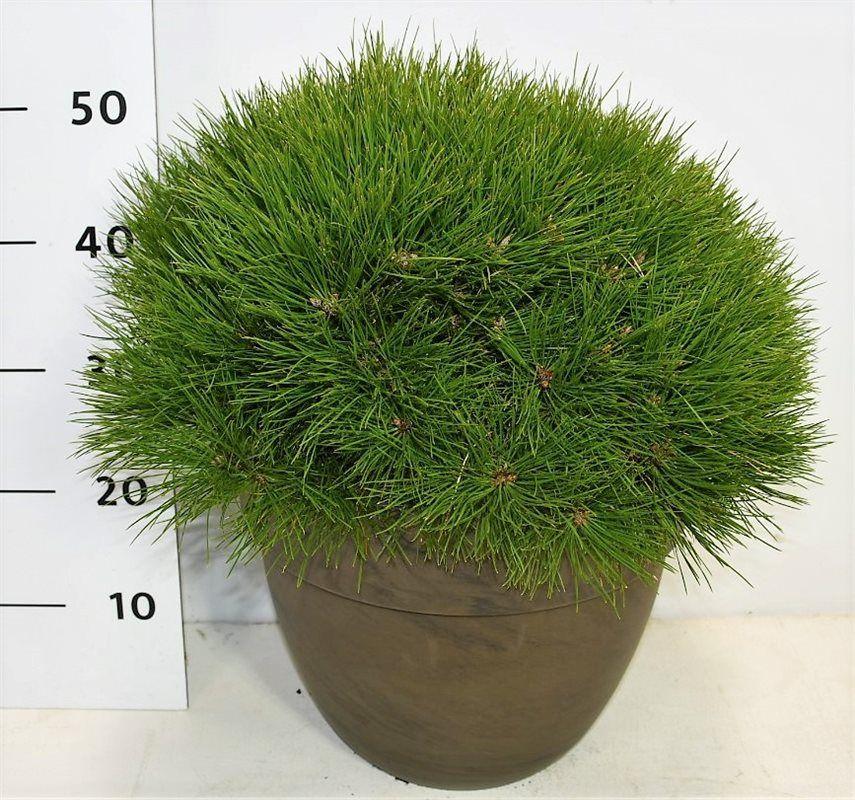 Горшечные цветы и растения оптом Pinus Nigra Pierrick Bregeon In Terra Cotta от 1шт из Голландии с доставкой по России