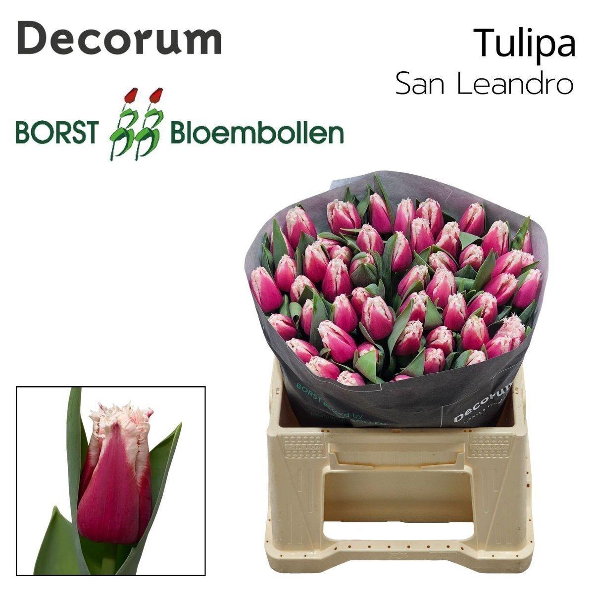 Срезанные цветы оптом Tulipa fr san leandro от 50шт из Голландии с доставкой по России