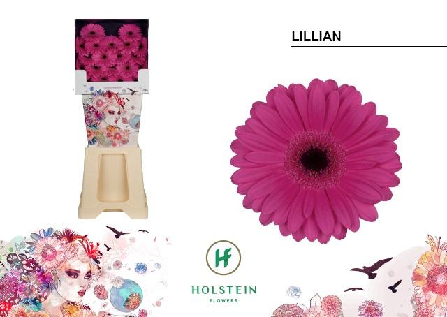 Срезанные цветы оптом Germini diamond lillian от 80шт из Голландии с доставкой по России