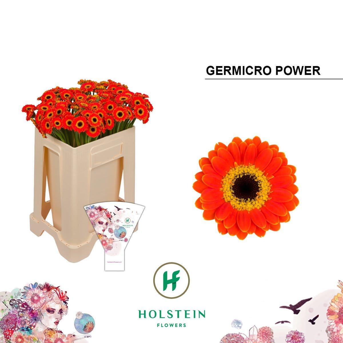 Срезанные цветы оптом Germini nano germicro power от 100шт из Голландии с доставкой по России