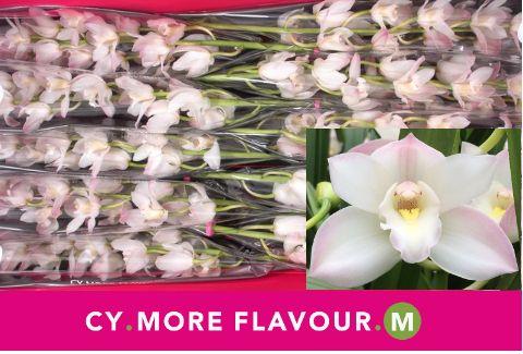 Срезанные цветы оптом Minicymbidium white joshua от 4шт. из Голландии с доставкой по России