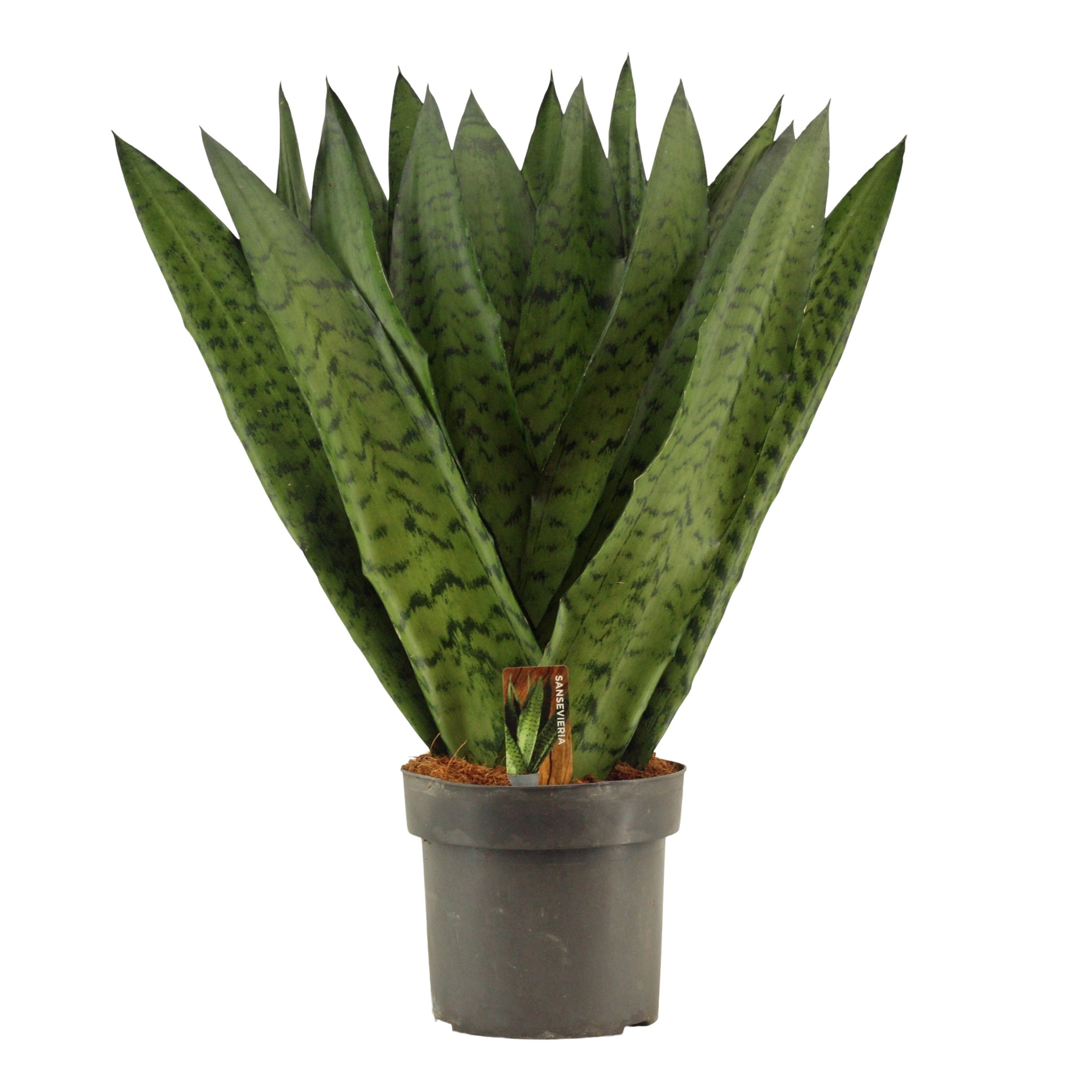Горшечные цветы и растения оптом Sansevieria Zeylanica Fan от 4шт из Голландии с доставкой по России