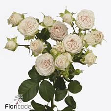 Срезанные цветы оптом Rosa spray sofie от 40шт из Голландии с доставкой по России