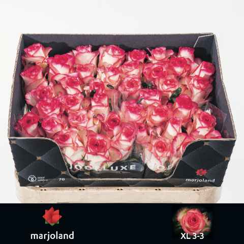 Срезанные цветы оптом Rosa la jumilia XL от 40шт из Голландии с доставкой по России